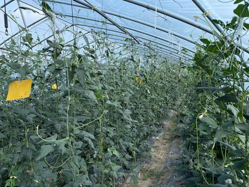 安徽召開全省農(nóng)產(chǎn)品質(zhì)量安全監(jiān)管工作會(huì)議