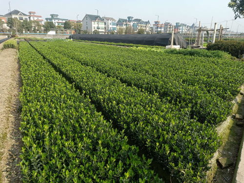 苗木求購(gòu)信息597苗木網(wǎng)