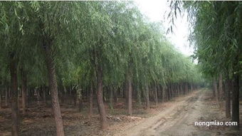 專業(yè).可靠.真實.信賴.奧森苗圃引領(lǐng)苗木風(fēng)向