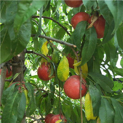 自產(chǎn)自銷岱妃桃樹苗 桃樹苗根系發(fā)達(dá)