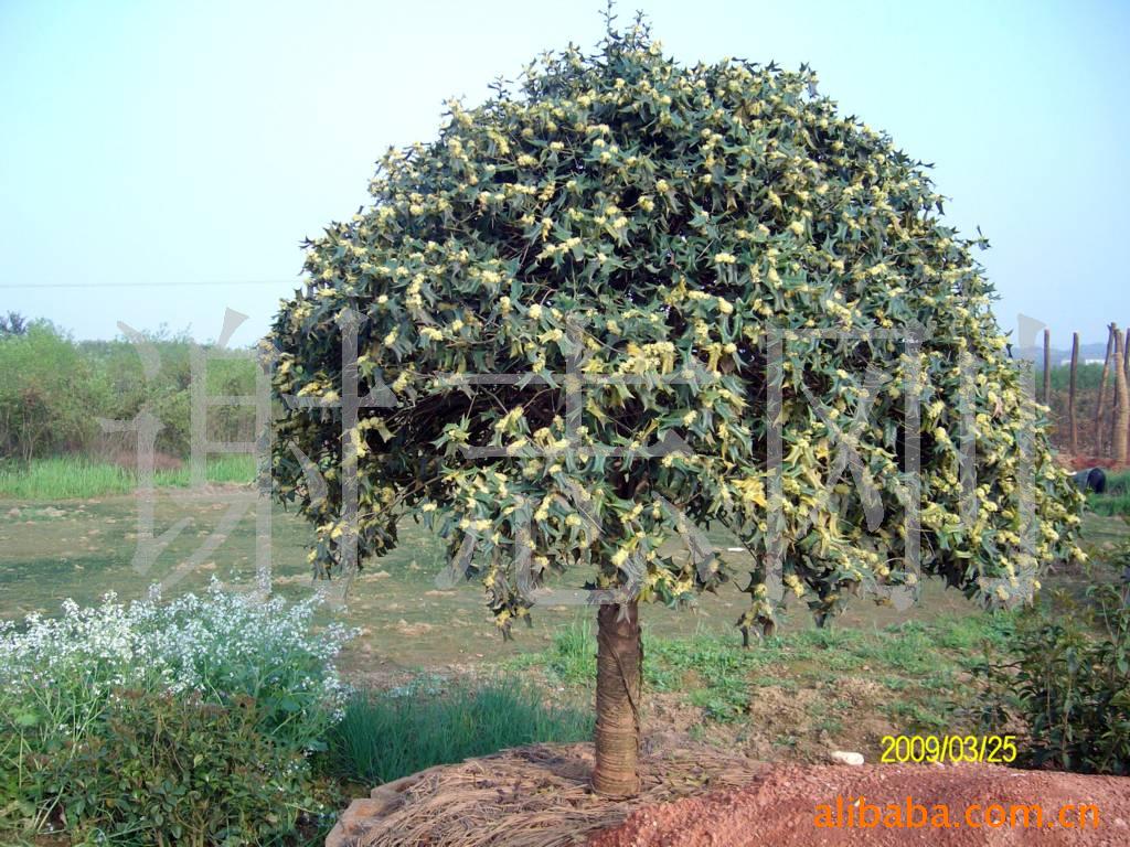 【綠化設(shè)計圖中的喬木與灌木之分】價格、產(chǎn)品供應(yīng),綠化設(shè)計圖中的喬木與灌木之分廠家批發(fā)-1024商務(wù)網(wǎng)