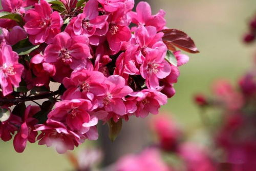 新手該如何做綠化苗木的生意 如何靠綠化苗木賺錢(qián)