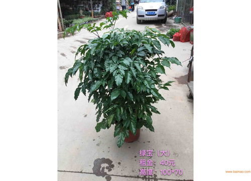 漳州苗木價(jià)格 旭璐綠化工程為您提供稱(chēng)心的苗木花卉,漳州苗木價(jià)格 旭璐綠化工程為您提供稱(chēng)心的苗木花卉生產(chǎn)廠家,漳州苗木價(jià)格 旭璐綠化工程為您提供稱(chēng)心的苗木花卉價(jià)格