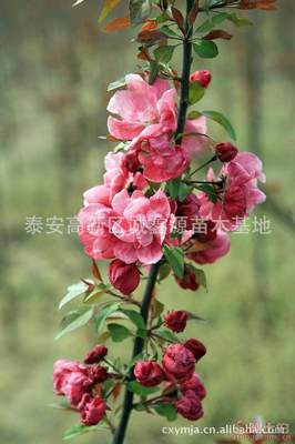 【批發(fā)西府海棠小苗北美海棠苗廠家直銷(xiāo)北美海棠綠化苗木】泰安高新區(qū)誠(chéng)鑫源苗木基地 - 產(chǎn)品庫(kù)