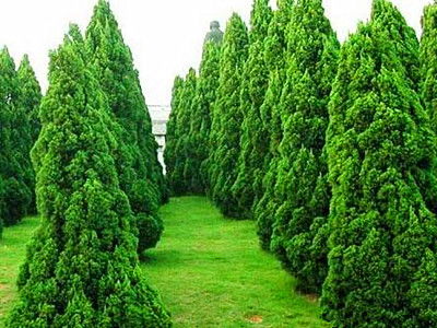 苗木種植需防范的五大風(fēng)險(xiǎn)