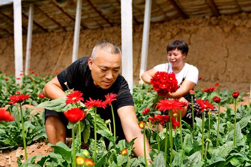 花木逢春產(chǎn)業(yè)興 南陽(yáng)市花卉苗木產(chǎn)業(yè)發(fā)展探析