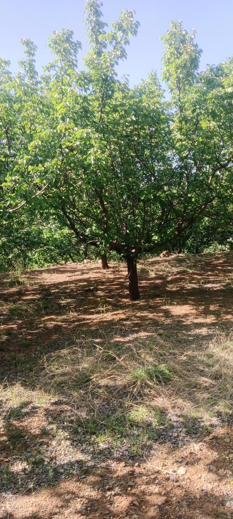 全網(wǎng)尋覓苗木有緣人，優(yōu)質(zhì)山杏樹大量現(xiàn)貨，規(guī)格齊全，共繪花卉種植新藍(lán)圖