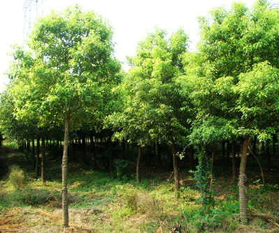 欒樹苗木市場(chǎng)價(jià)格解析與永誠(chéng)園林上海欒樹種植優(yōu)勢(shì)