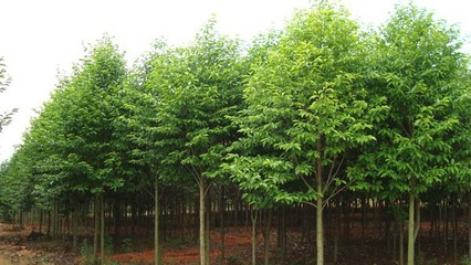 奉新綠霖苗木專業(yè)合作社 專業(yè)花卉種植，綻放鄉(xiāng)村經(jīng)濟(jì)新活力