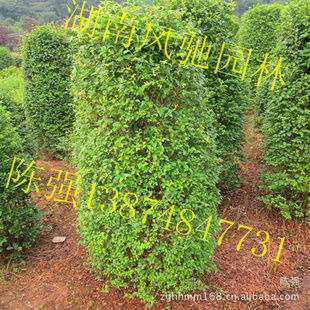 湖南風(fēng)馳園林 精品小葉雨針柱形樹，綠化苗木的專業(yè)供應(yīng)商