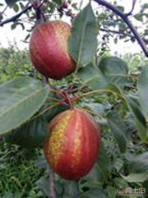 黃金梨苗種植與管理指南 栽種時(shí)間、水肥控制與生長(zhǎng)表現(xiàn)