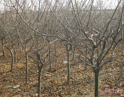 泰安青聯(lián)苗木 專業(yè)供應(yīng)優(yōu)質(zhì)垂絲海棠，打造高性價(jià)比綠化方案